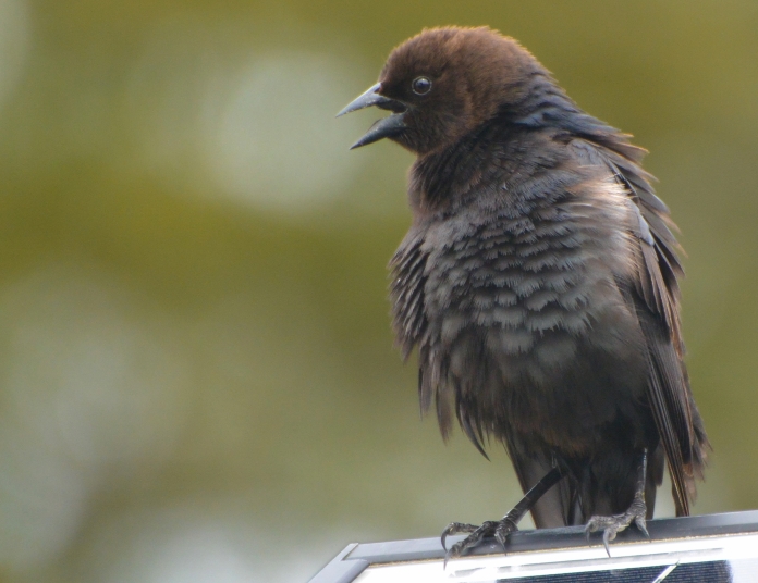 Male Brown-Headed Cowbird. And no band! Photo by Sharlene James.