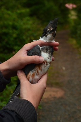 The amount of rufous in the breast band can help to determine age and sex in Belted Kingfishers.