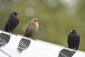 Brown-headed Cowbirds, the lighter one is a female.